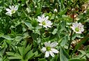 Stellaria ruscifolia 01.jpg