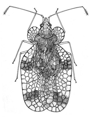 <i>Stephanitis pyri</i> Species of true bug