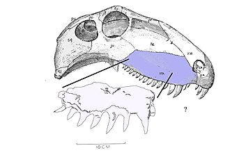 Outline of Steppesaurus maxilla with skull of Sphenacodon for comparison, showing that the latter had more teeth in a given stretch of upper jaw Steppesaur maxilla.jpg