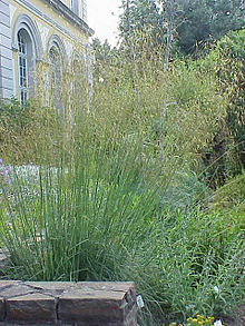 Stipa gigantea