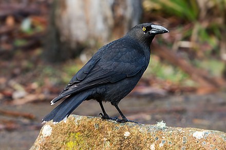 Огромные черные птицы. Пестрохвостая ворона-флейтист. Чёрная ворона-флейтист. Флейтист птица черная. Черная птица с желтыми глазами.