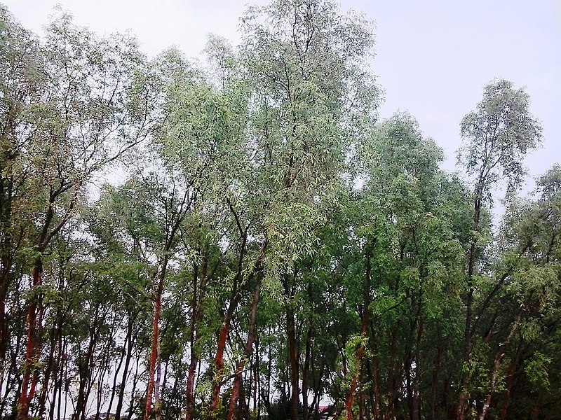 File:Sundarban (32).jpg