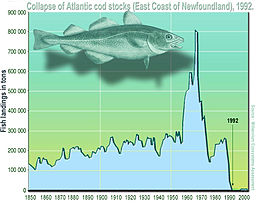 Atlantic cod stocks were severely overexploited in the 1970s and 1980s, leading to their abrupt collapse in 1992. Surexploitation morue surpecheEn.jpg