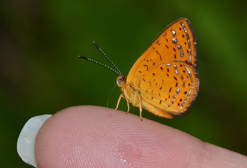 File:Swamp Metalmark butterfly - Calephelis muticum (14138783918).jpg