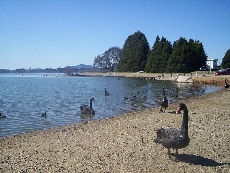 File:Swans at orana bay yarralumla lbg.jpg