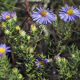 <i>Symphyotrichum oblongifolium</i> Species of flowering plant in the family Asteraceae native to central and eastern United States