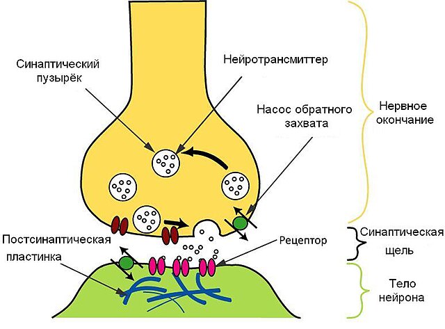 ~Психология и физиология двигательной активности