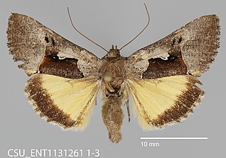 <i>Syngrapha borea</i> Species of moth