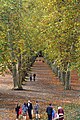 en:Tübingen, Germany, platanus alley on Neckarinsel island