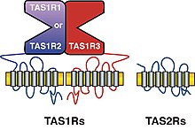 Récepteur transmembranaire — Wikipédia