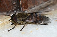 Male Tabanus eggeri (Tabanidae)