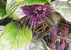 Tacca chantrieri172799839.jpg