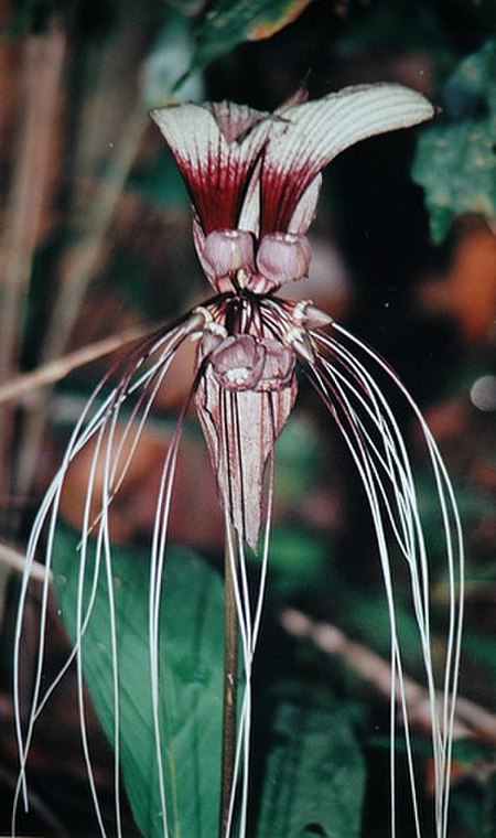 Tacca cristata.jpg