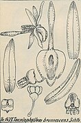 Taeniophyllum brunnescens