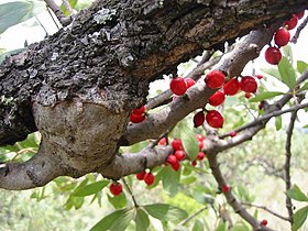 Tapinanthus Oleifolius: Loài thực vật