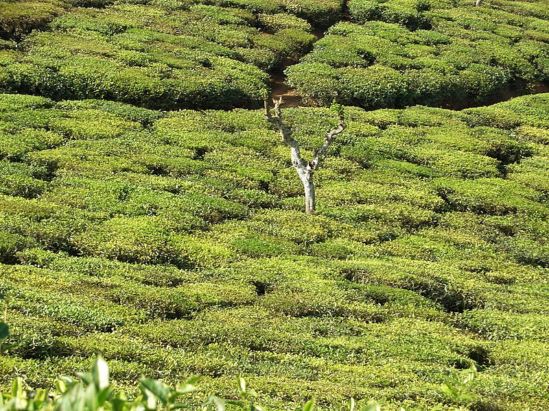 Датотека:Tea plantation in India02.jpg