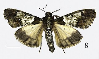 <i>Teliphasa hamata</i> Species of moth