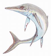 Thalattosaurs have been proposed to be related to various reptile groups including archosauromorphs, sauropterygians, and ichthyosaurs (such as Temnodontosaurus, pictured) Temnodontosaurus plat1DB.jpg