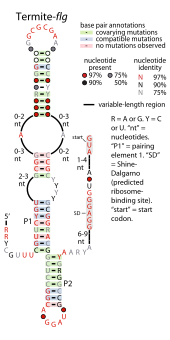 Termite-flg-RNA.svg