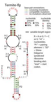 Thumbnail for Termite-flg RNA motif