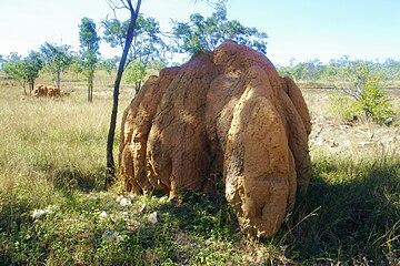 Termite mound in Queensland, Australia