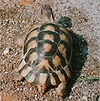 Širokoroba kornjača