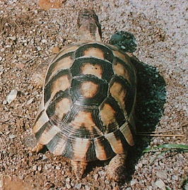 De helmschildpad (Testudo marginata)