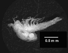 Tethysbaena ophelicola.jpg