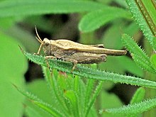 Tetrix subulata (Tetrigidae sp.), Elst (Gld), yang Netherlands.jpg