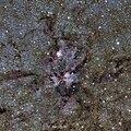 NGC 6357, видимая в инфракрасном излучении.