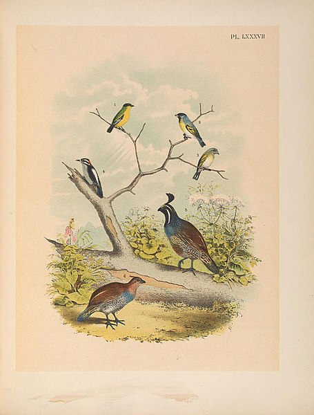 File:The birds of North America (PL. LXXXVII) (6022154231).jpg