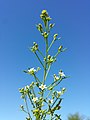 Inflorescence