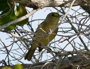 Dikbeka vireo