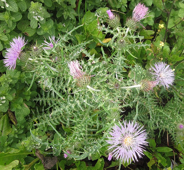 File:Thistle on Ponta do Pargo cliffs - Apr 2013.jpg