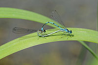 Accouplement d'agrion jouvencelle.