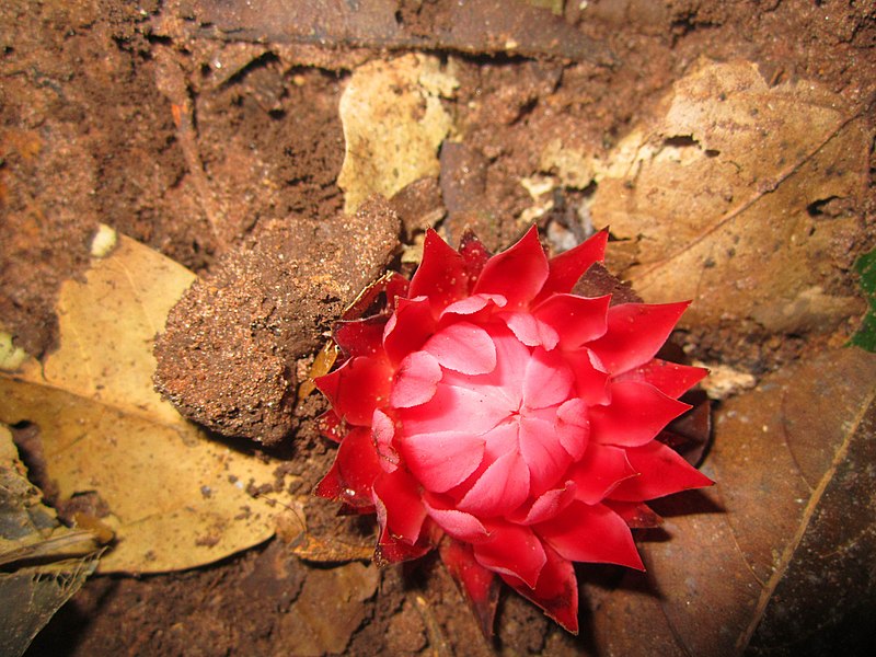 File:Thonningia sanguinea dans la forêt de Bonou.jpg