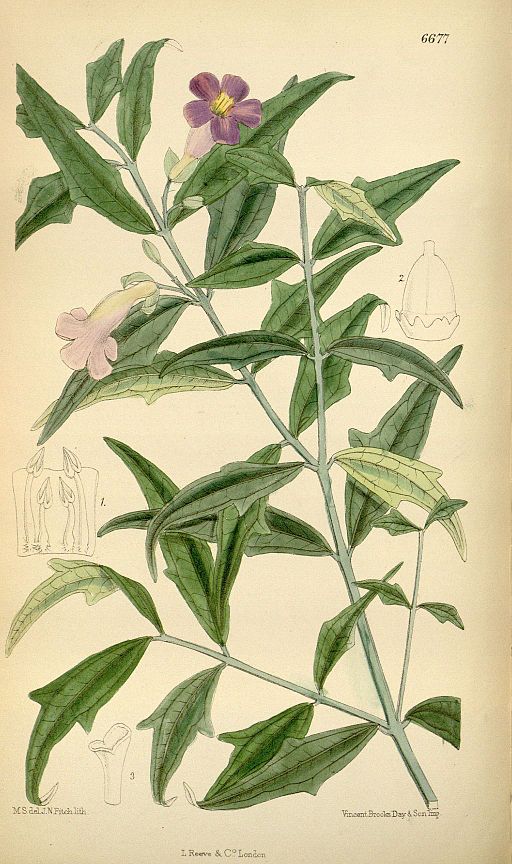 Thunbergia kirkii Hook.f. Bot. Mag. 109. 6677. 1883