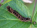 Thyatira batis (Linnaeus, 1758)