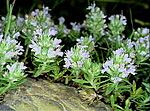 Miniatura per Thymus spinulosus