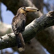Tickells Brown Hornbill (Anorrhinus tickelli) with food in beak.jpg