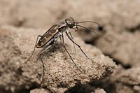 Most tiger beetles run on the ground living on sand and lake shores