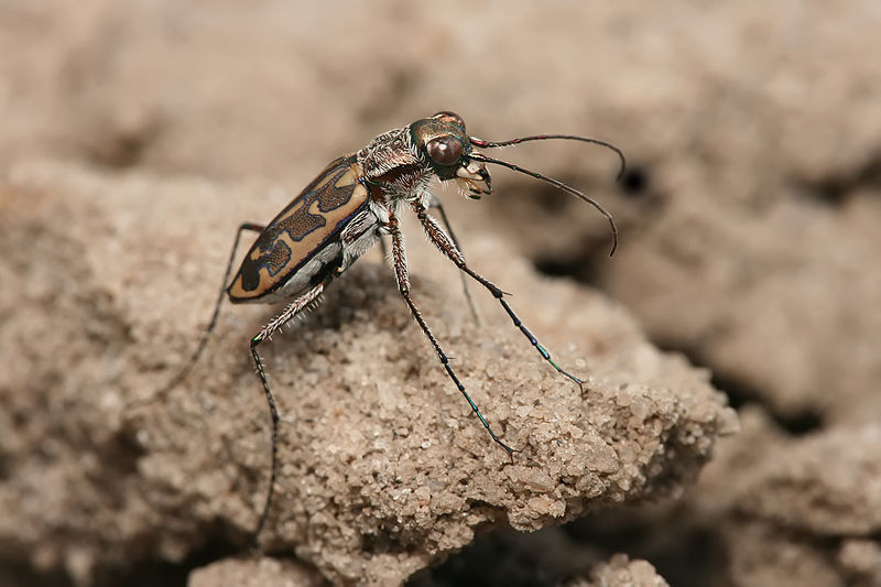 Ficheiro:Tiger beetle Lophyra sp..jpg