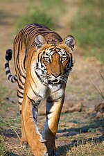 Thumbnail for Tigri i Azisë Kontinentale