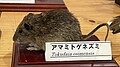 2024年2月10日 (土) 19:11時点における版のサムネイル