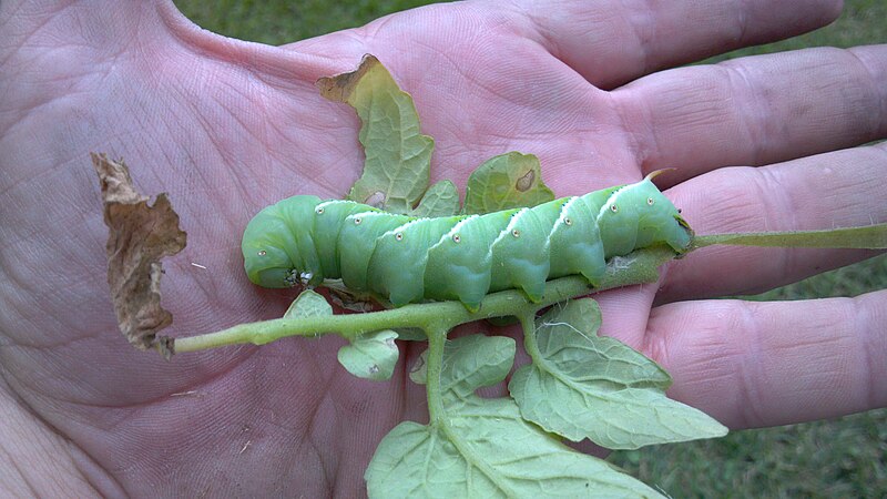 File:Tomato Hornworm in hand.jpg