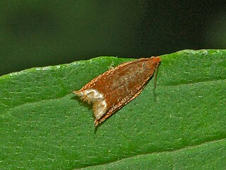 <i>Ancylis selenana</i> Species of moth