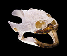 Chelydra serpentina (Snapping Turtle) skull