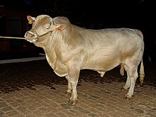 A Canchim bull Touro Canchim REFON.jpg