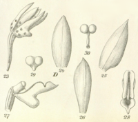 Trachoma sarcochiloides