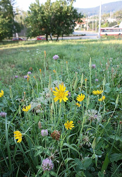 File:Tragopogon 5412.jpg